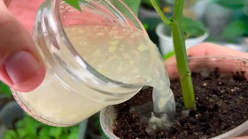 PRIESADY paradajok rastú a silnejú doslova pred očami! Polejte ich týmto domácim zázrakom!