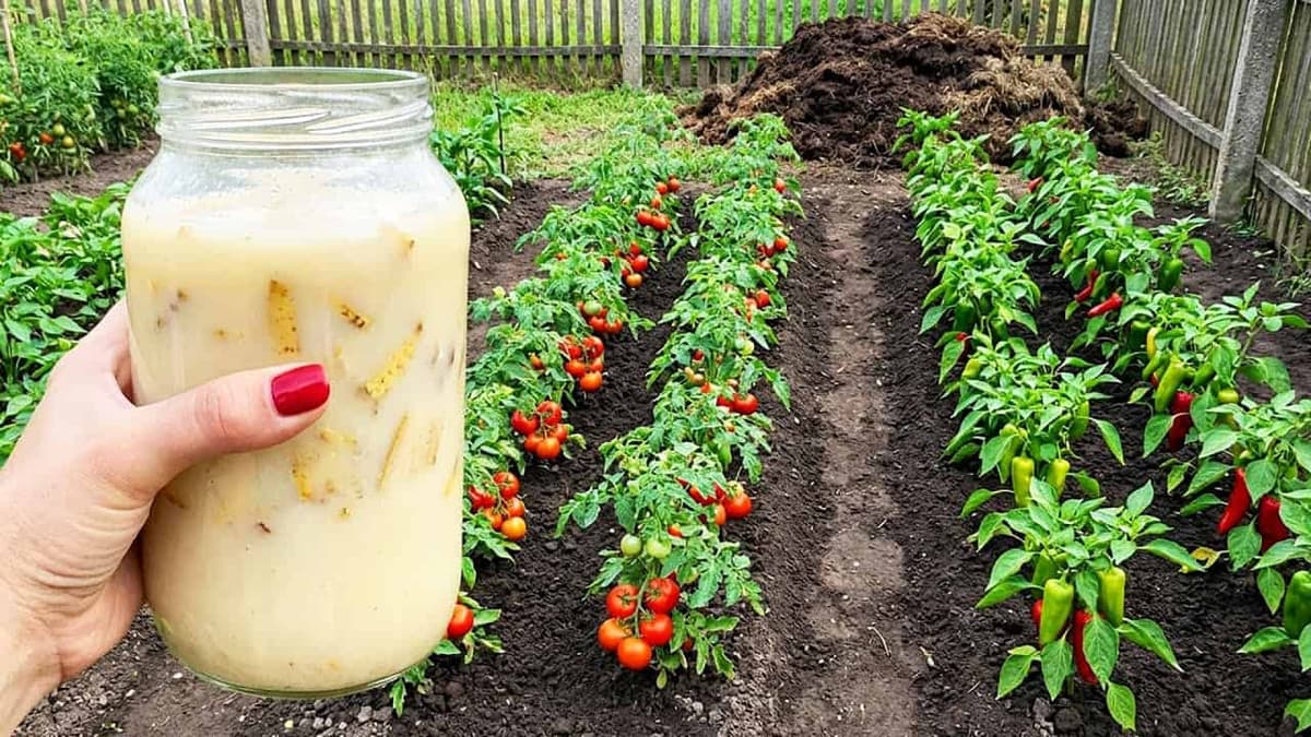 1 liter nahradí 1 tonu hnoja! Paradajky, paprika, uhorky a jahody budú prekvitať!