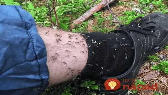 Už si na vás netrúfnu: Jednoduchý spôsob, ako si udržať komáre a muchy ďaleko od tela!