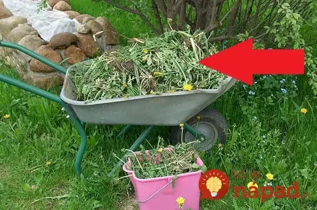 Neminiete takmer ani cent a ochránite celú záhradu: Kto vie toto, u toho nemá burina najmenšiu šancu!