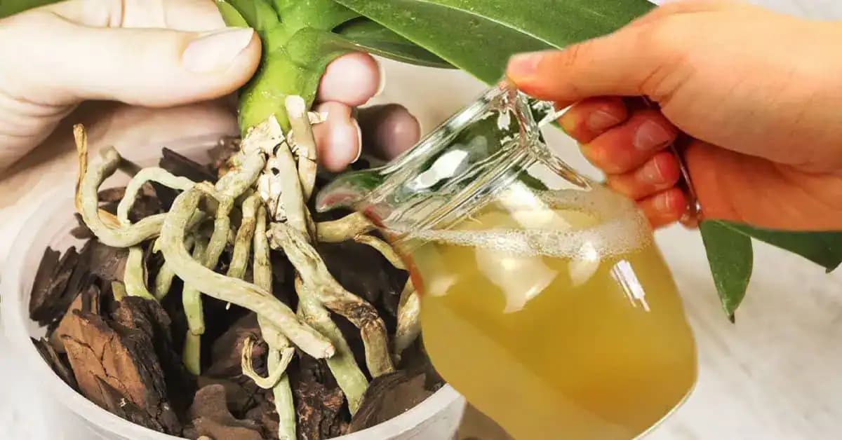 Po obyčajných zemiakových šupkách kvitne orchidea skoro NONSTOP: Žiadna pleseň, choroby a kvetov máme 5x toľko!