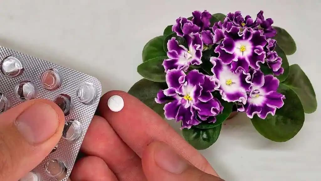 Dajte 1 TABLETKU do každého kvetináča a svoje izbovky nespoznáte: Tak veľa kvetov ešte NIKDY nemali!