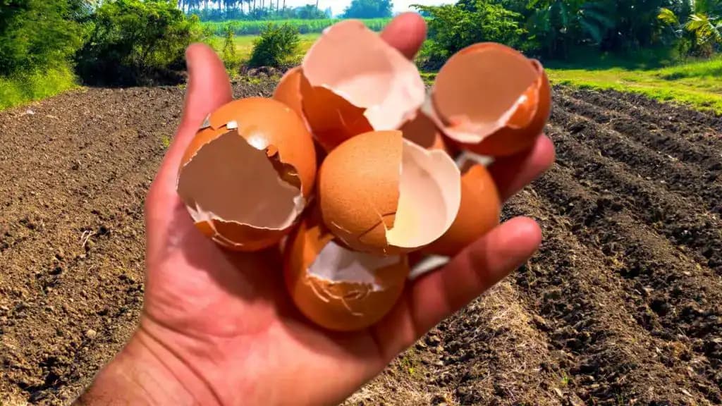 7 nezvyčajných spôsobov, ako využiť vaječné škrupinky v záhonoch a na záhrade: Záhradkari, toto si pamätajte na celý rok!