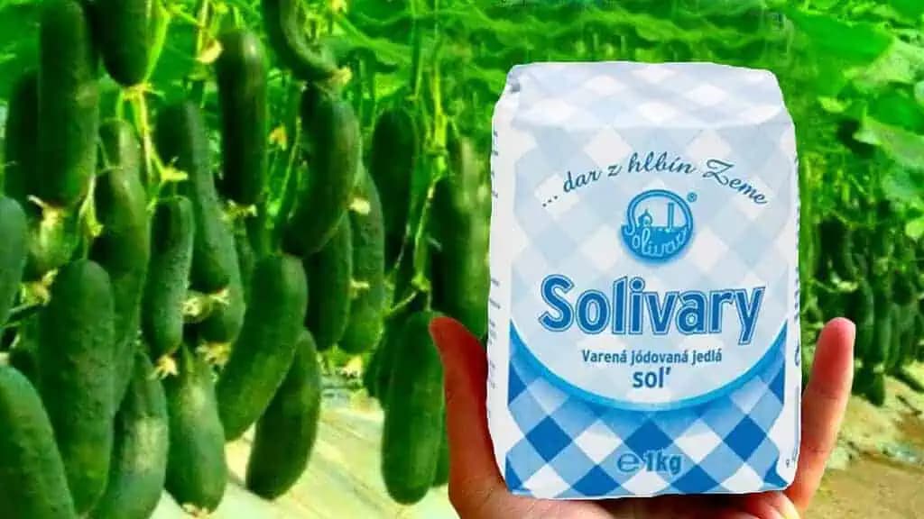 Toto je DÔVOD, prečo dávam svojim uhorkám soľ: Tajomstvo bohatej úrody, ktorú zberám celé leto!