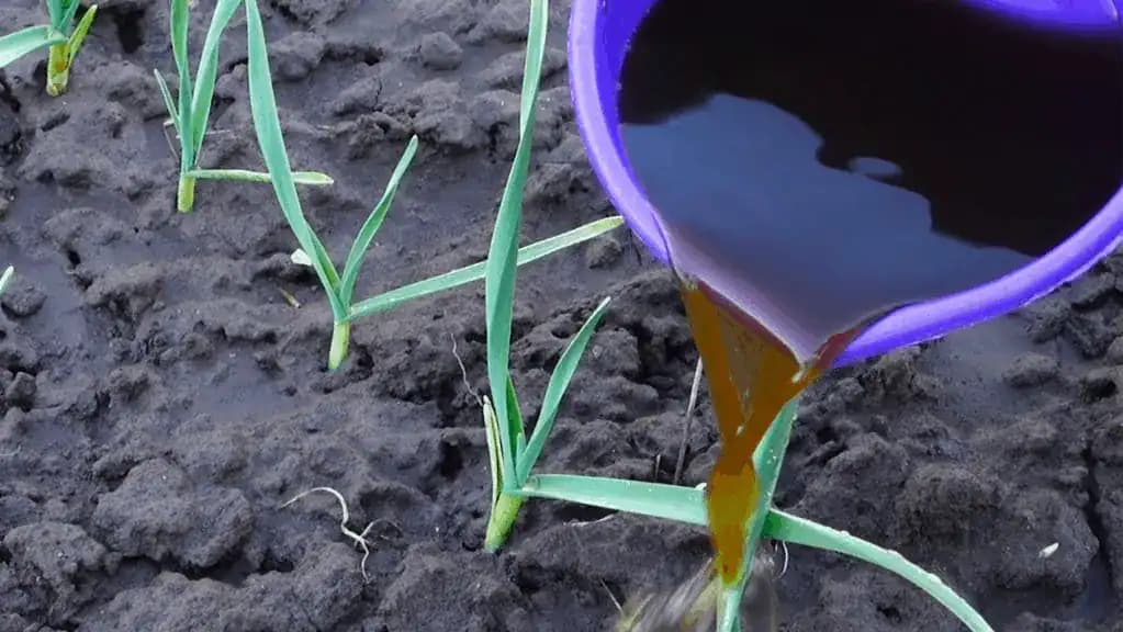 Aprílová výživa pre cesnak: Po tomto budete mať bohatú úrodu, výstavné hlavičky a pritom žiadna chémia!