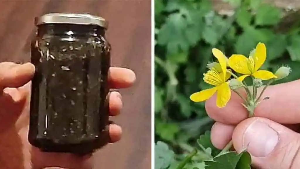 Nie všetci Slováci si pamätajú túto rastlinu: BURINA z babkinej záhrady odstraňuje bradavice ako laser!