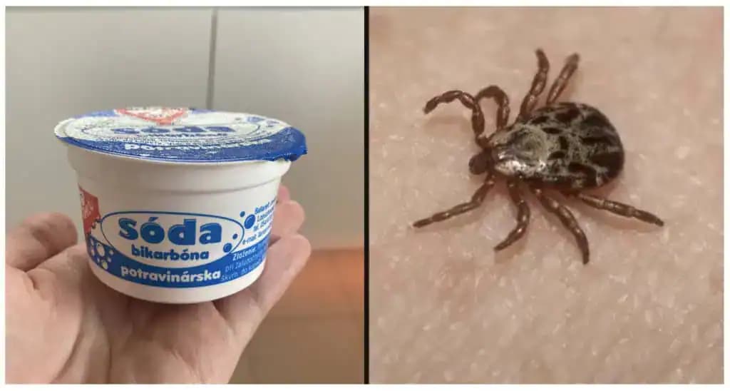 Ako sa zbaviť kliešťov pomocou OBYČAJNEJ sódy bikarbóny: TU je recept a nechytí sa vás ani jediný!