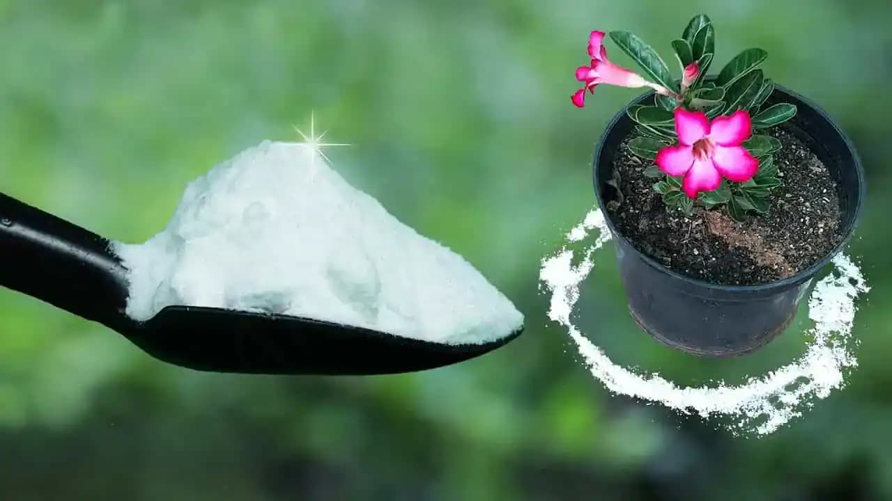 Nasypte obyčajnú SÓDU okolo kvetov a zapamätajte si tento TRIK: Stojí to pár centov, ale ušetrí stokrát viac!