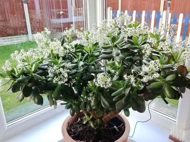 Ani svokra netušila, že môže tak nádherne kvitnúť: Stačilo rovno do KVETINÁČA naliať toto a tučnolist do týždňa zakvitol!