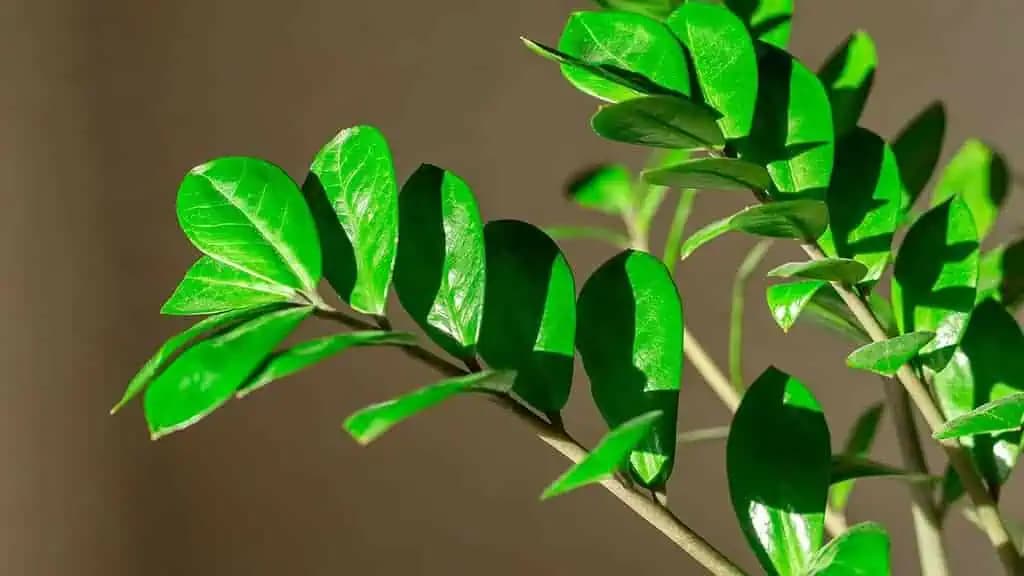 Miniete len 0,60 Centov a zamiokulkas porastie ako bláznivý: Hneď vyženie veľa nových listov!