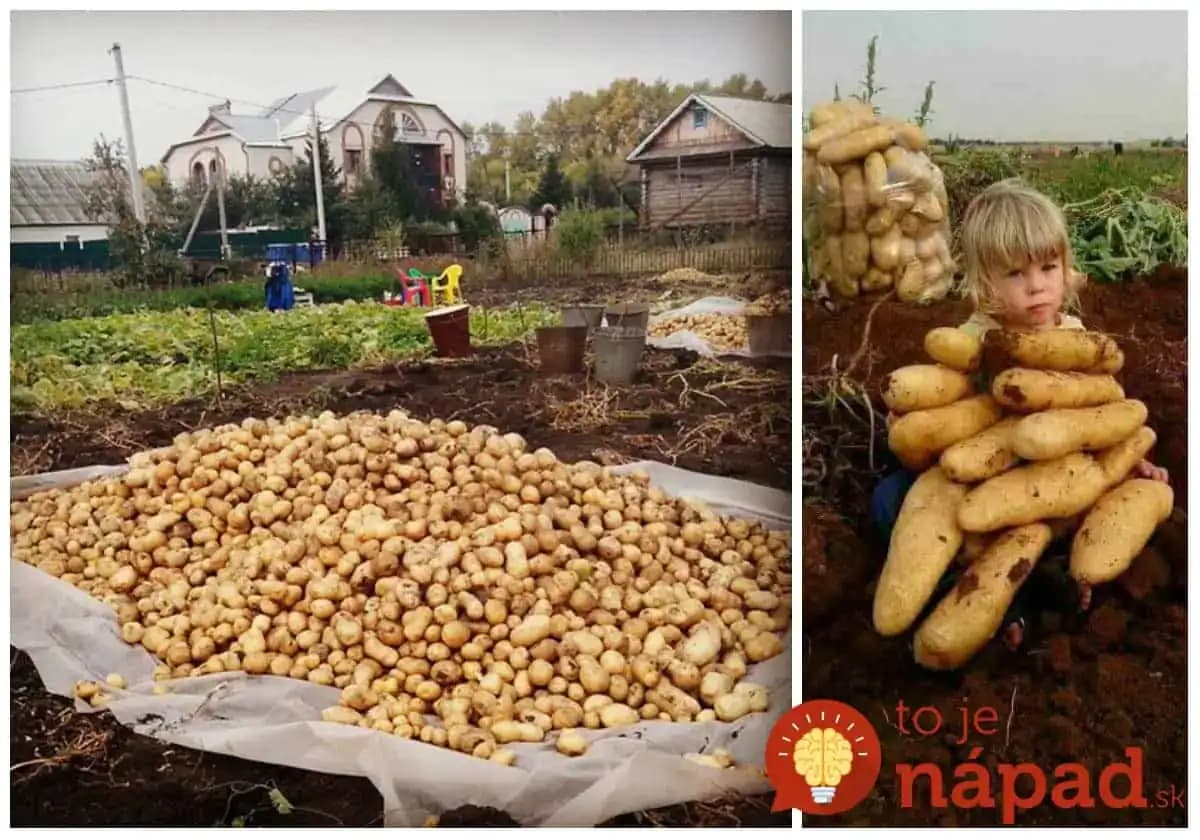 Jedna rada pre bohatú úrodu veľkých zemiakov a pokoj od nenávidenej pásavky zemiakovej: Skúste to tento rok aj vy, budete nadšení! 