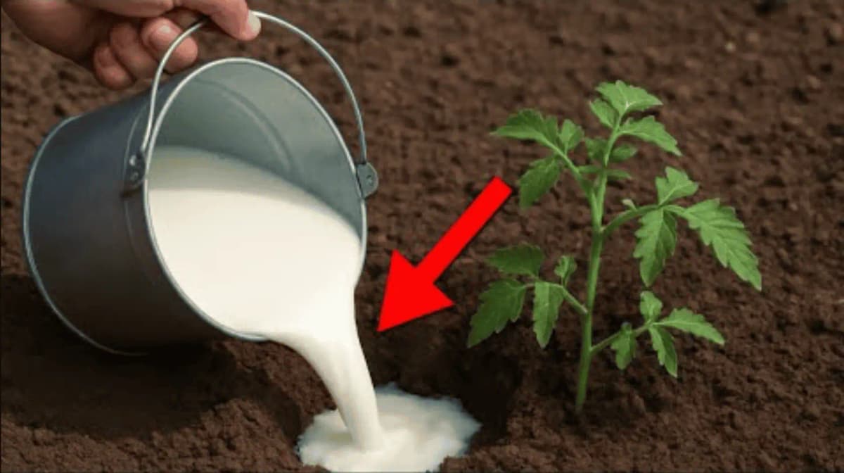 Stačí 1 liter a paradajky explodujú množstvom plodov! Neuveriteľný účinok!