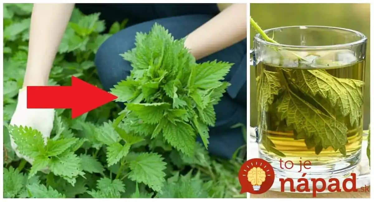 Žihľavový čaj vám zmení život: 21 liečivých účinkov, ktoré by mal poznať každý!