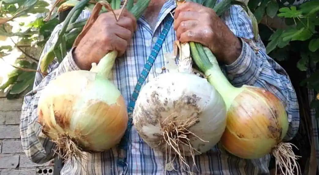 Každý rok mám obrovskú ÚRODU krásnej cibule – rastie bez chorôb a vydrží celý rok: TU sú 3 jednoduché tipy!