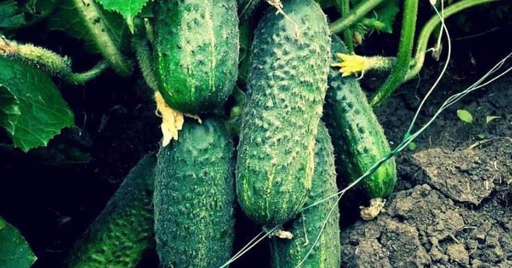 Uhorky „kŕmim“ sódou a už 2 roky zbieram 11-13 kg plodov z každého kríka: TU je recept!