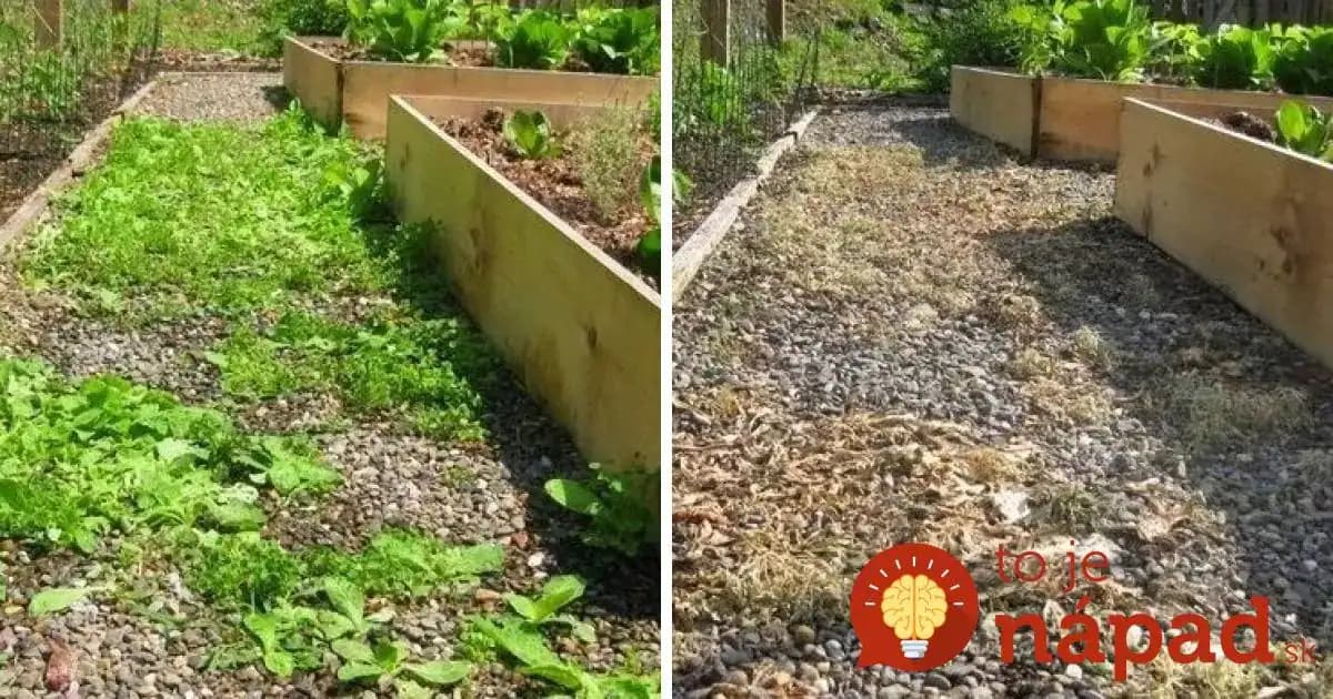 Zázrak, s ktorým sa za pár minút zbavíte buriny v celej záhrade. Ide to aj bez námahy!