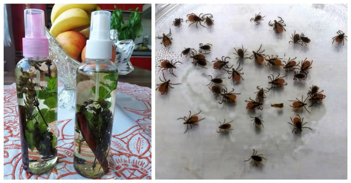 Zaručený trik horára, ako odplašiť kliešte, komáre aj muchy: Robím to už 10 rokov a neviem čo sú štípance a vyberanie kliešťov!