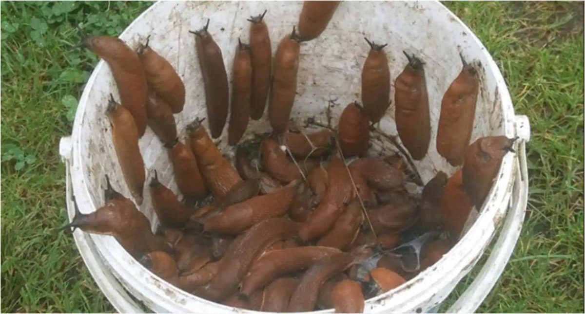 SLIZNIAKY mi minulý rok skoro zničili celú úrodu: Našťastie poznám túto pascu, 1 noc a všetci sú tam!