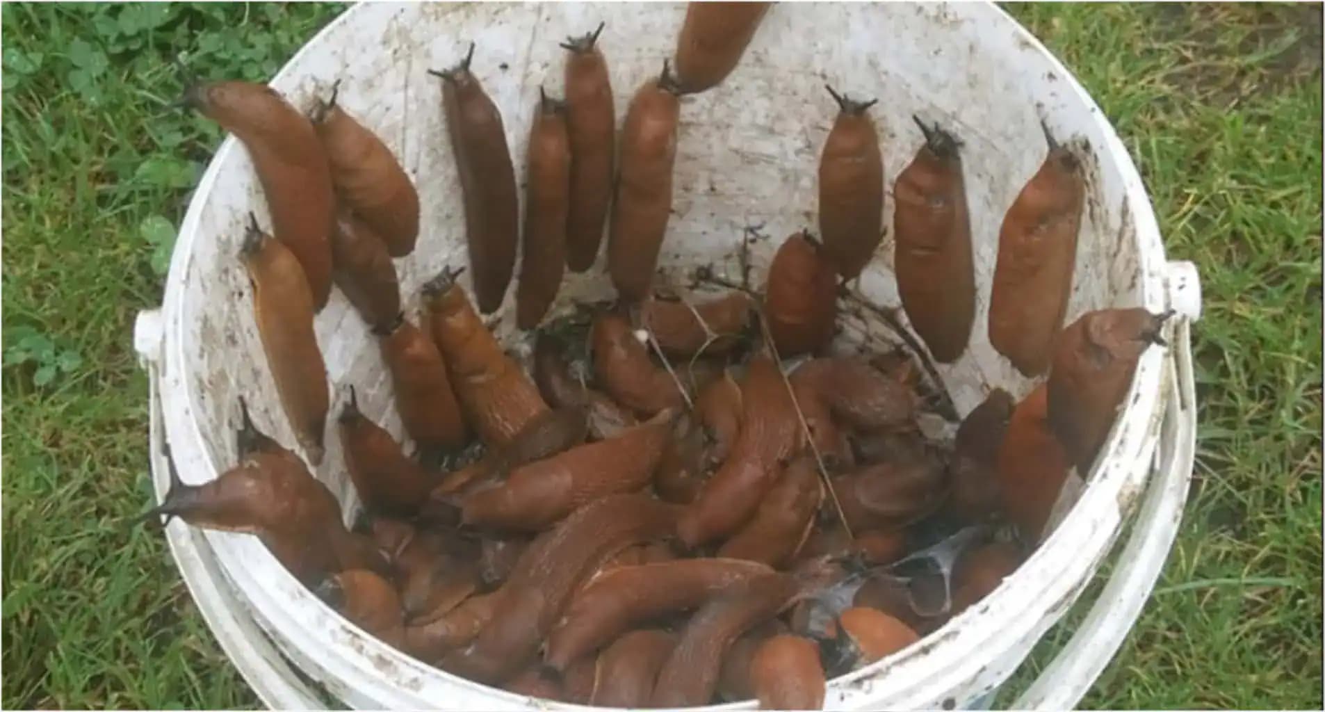 SLIZNIAKY mi minulý rok skoro zničili celú úrodu: Našťastie poznám túto pascu, 1 noc a všetci sú tam!