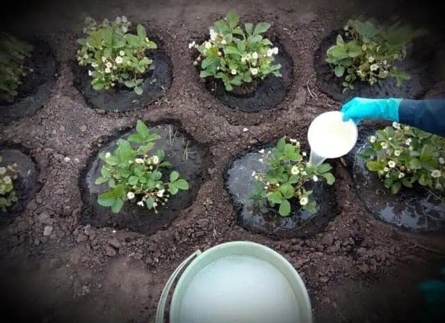 Záhradník mi dal lacný a EXTRÉMNE účinný recept: Zalejte s tým JAHODY na jar – výnosy sú neskutočné!