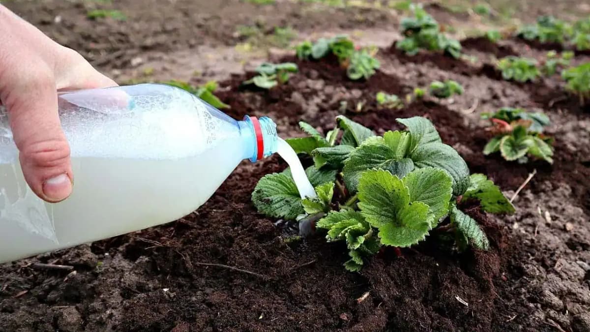 Chcete veľa veľkých jahôd? Nalejte koncom apríla pol litra tohoto zázraku pod každú rastlinu, nič viac!