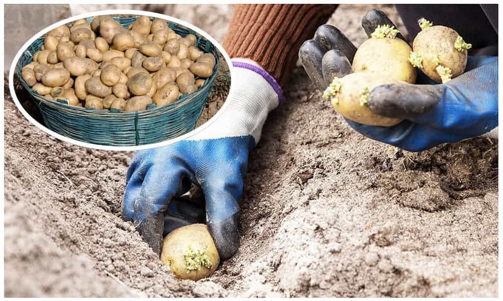 Záhradkárka prišla s perfektnou vychytávkou na pestovanie zemiakov bez roboty: Žiadne okopávanie a rastú ako z vody!