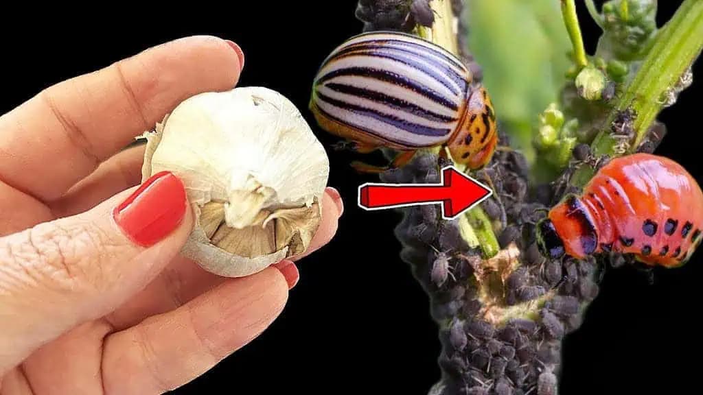 Vošky aj pásavky zemiakové zmiznú doslova za 1 minútu! Najsilnejší prírodný insekticíd!