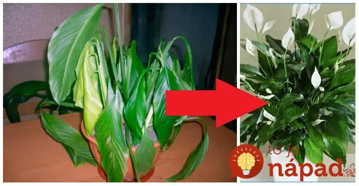 Môj lopatkovec bol na vyhodenie, dnes kvitne ako na baterky: Stačilo priložiť na listy toto a ožil mi priamo pred očami!