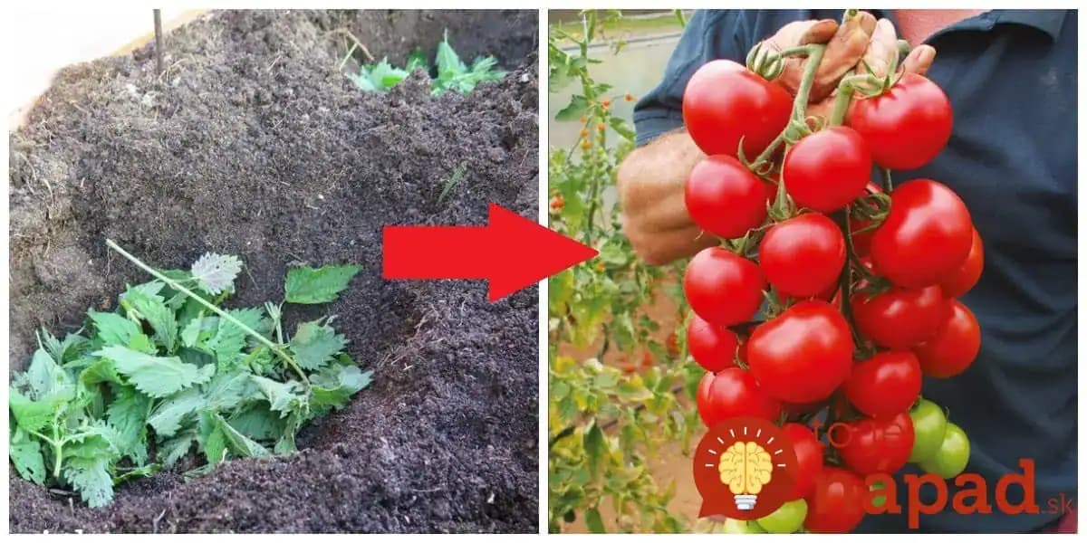 Dajte čerstvú žihľavu do každej jamy: Keď zistíte, čo to urobí s koreňmi rajčín, nebudete váhať ani sekundu!