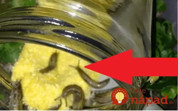 Ako som sa zbavil slimákov v záhrade úplne jednoducho a bez chemikálií: Tomuto nedokážu odolať!