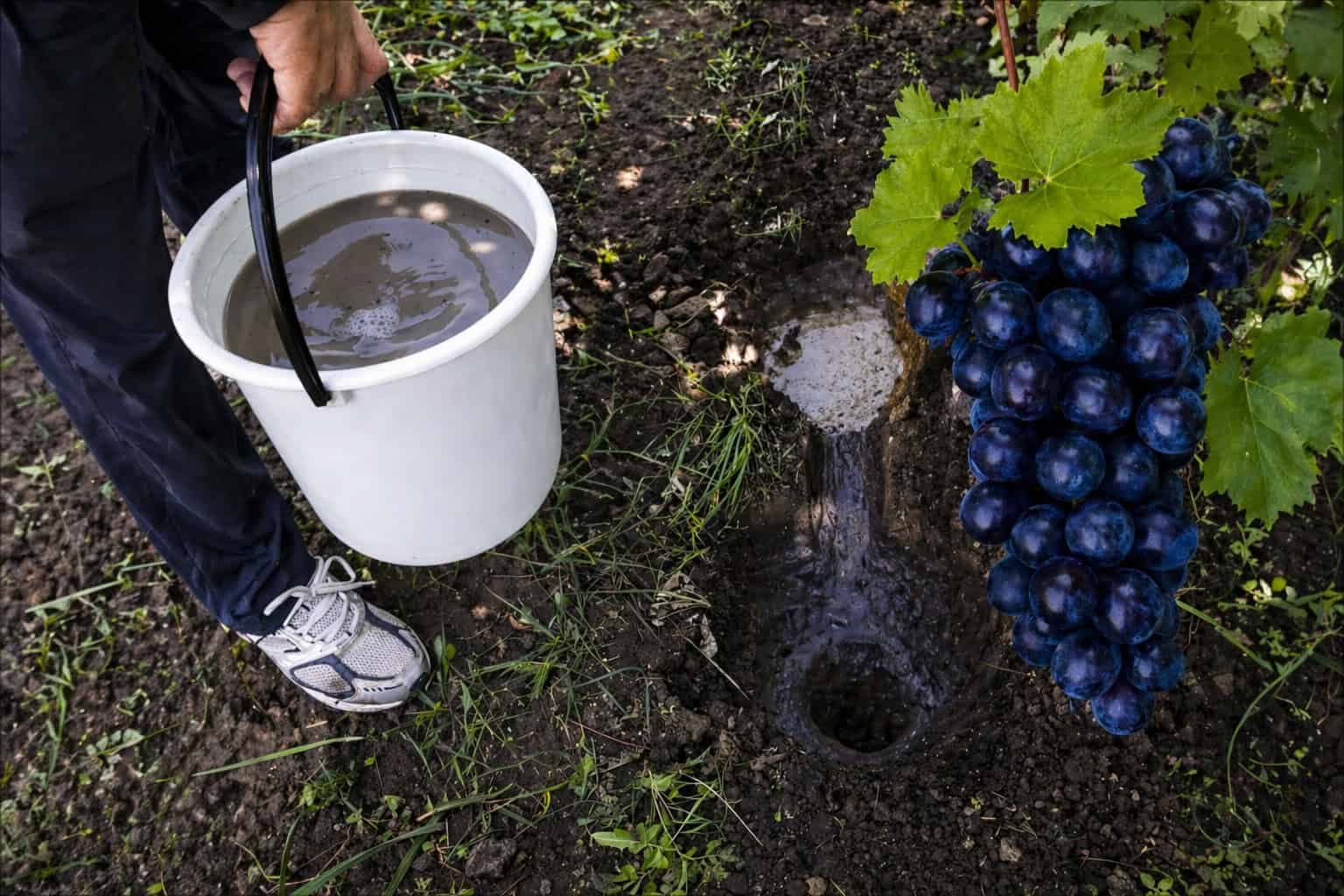 Rozhodujúce kŕmenie hrozna na jar: Nalejte to pod každý krík, aby boli bobule veľké a sladké!