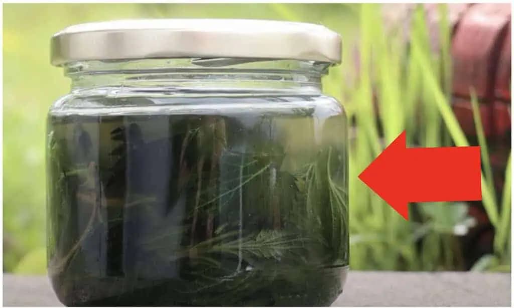 Naučte sa RECEPT na žihľavový olej a budete zaň ďakovať nebesám: Najväčšia pomoc na kožu a boľavé kosti!