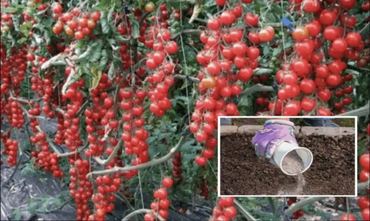 10x viac rajčín z každého kríka: Záhradkári, toto je najlepší spôsob, ako zvýšiť úrodu paradajok v tomto roku!