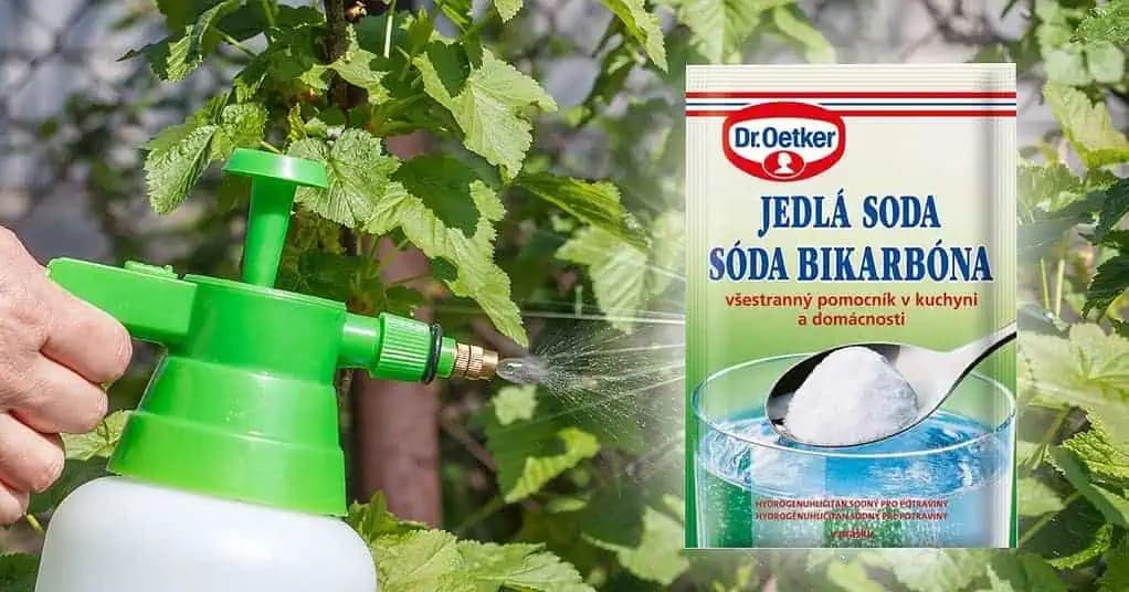 Moja suseda dáva na jar ríbezliam obyčajnú sódou bikarbónou: Keď som videla jej OBROVSKÚ úrodu, robím to tiež!