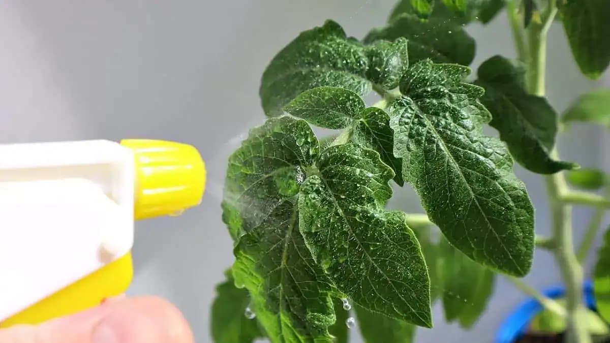 Cesnak je pre sadenice rovnaký zázrak ako antibiotikum: LEN nastriekajte na listy a vedrá rajčín a papriky zberáte až do zimy!