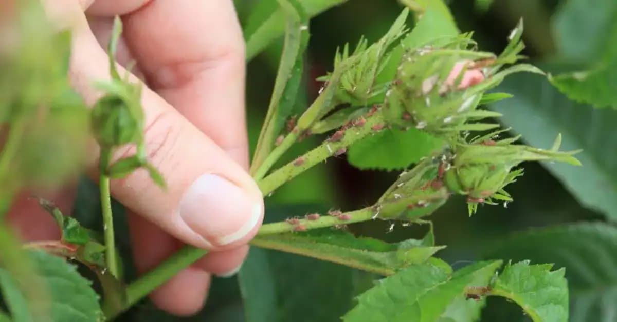 Vošky na ružiach už neriešim, vďaka rade záhradkárky mám čistý celý dvor bez chémie: Najsilnejší LIKVIDÁTOR vošiek za pár centov!