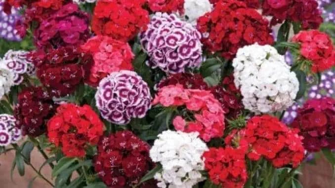 V každej záhrade za socializmu bol tento kvet:  Dnešní ľudia naň takmer zabudli, pritom NEEXISTUJE odolnejšia rastlina!