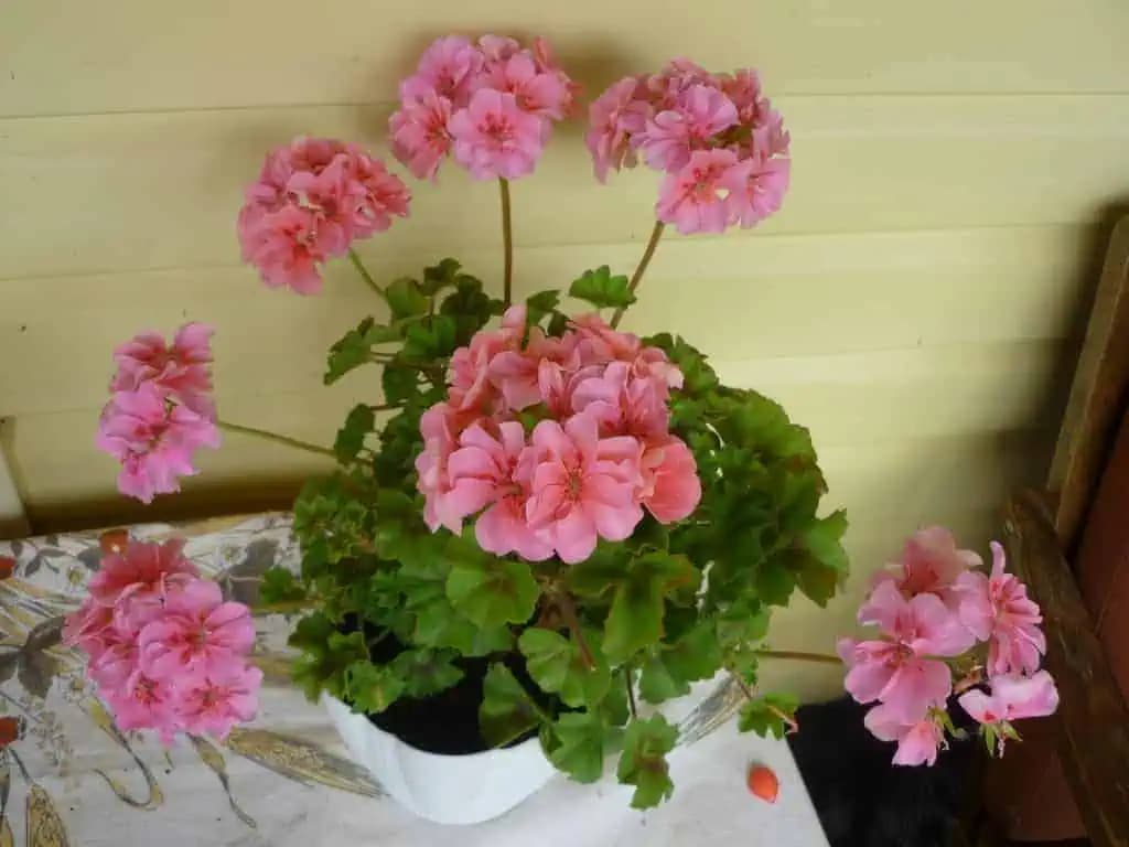 SUSEDA s nakrajšími muškátmi mi prezradila svoj trik: Stačí KVAPKA a budú doslova obsypané kvetmi!