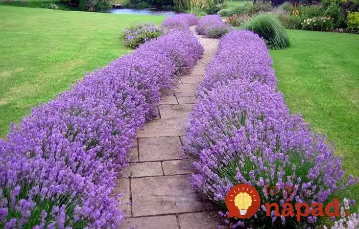 Levanduľu rozmnožujem takto a náš dvor sa stal oázou kľudu a vône: Môžete ju mať aj vy je to úplne jednoduché!