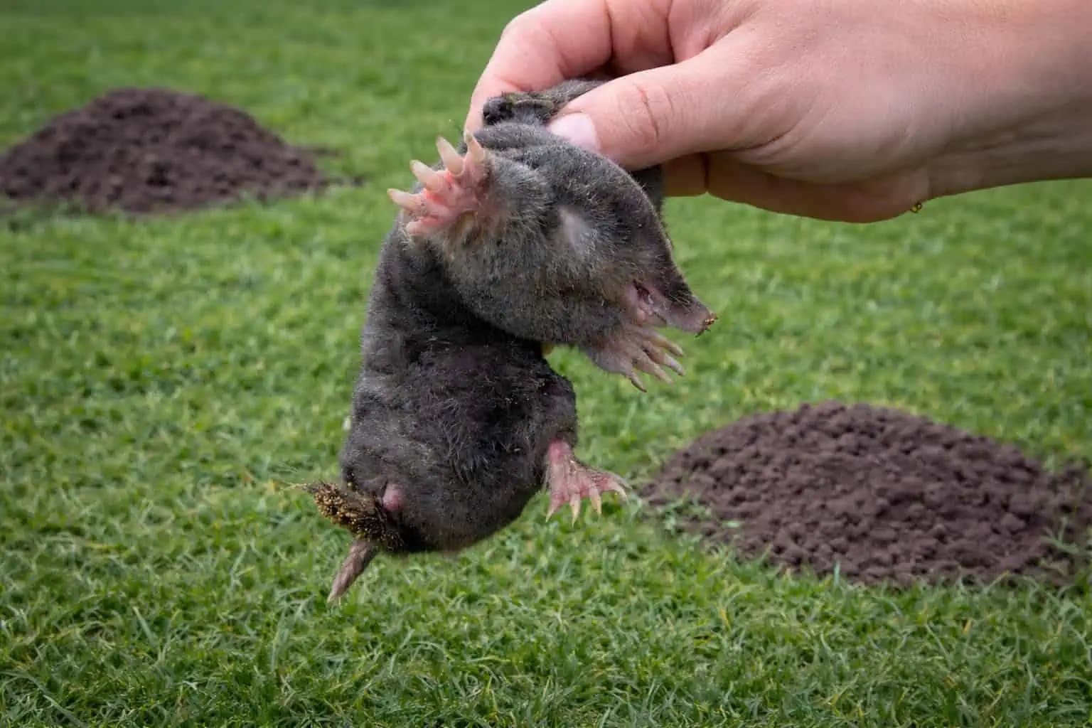Krtko zabudne cestu na váš pozemok. Účinná a šetrná metóda ako sa ho RAZ A NAVŽDY zbaviť!