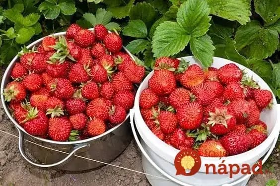 Jahody kŕmime každý rok len týmto a máme ich ako z obrázku: Ani euro za drahú chémiu z obchodu – toto je pre jahody úplný zázrak!