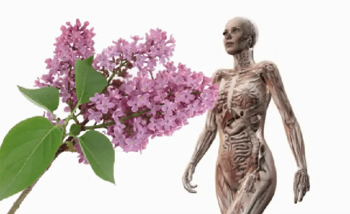 Rozkvitnutý orgován nie je len okrasu: Je úžasny pre kĺby, problémy s dýchaním a pomôže znížiť horúčku!