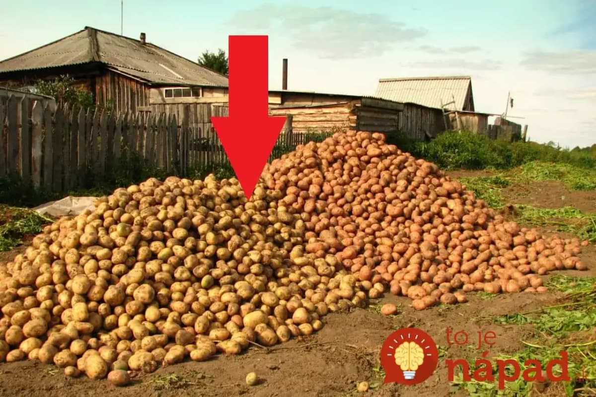 Bohatá úroda zemiakov bez roboty: Gazda z Telgártu ukázal, ako pestovať zemiaky bez orania, okopávania a zberania mandelínok!