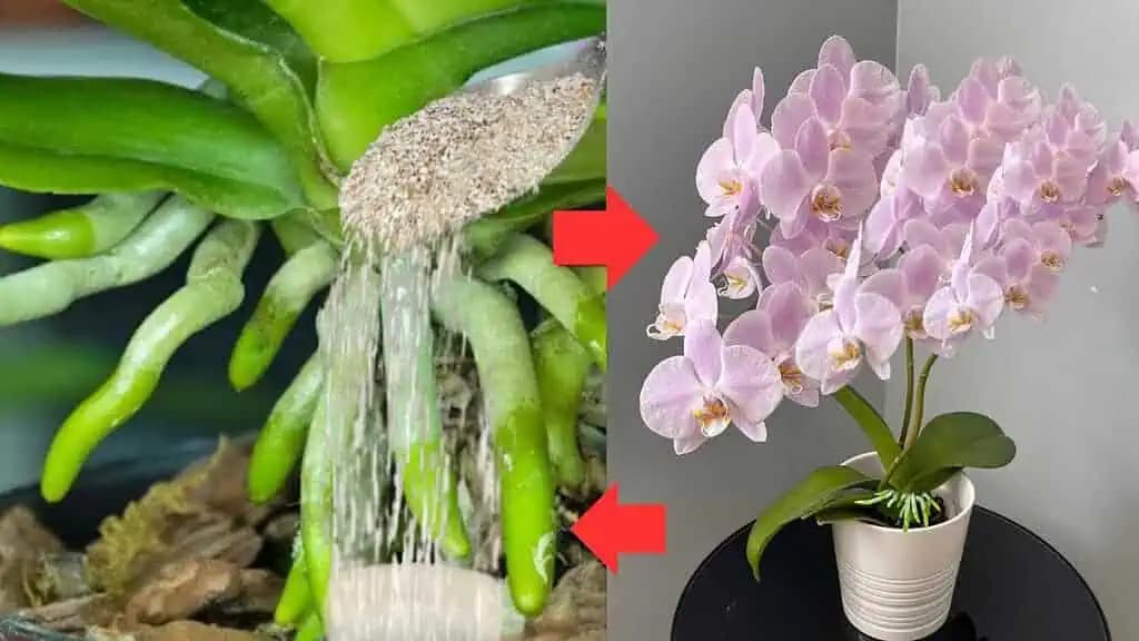 Urobte to v apríli: 1 lyžica a aj tá najslabšia orchidea, ktorá nikdy nekvitla, rozkvitne!