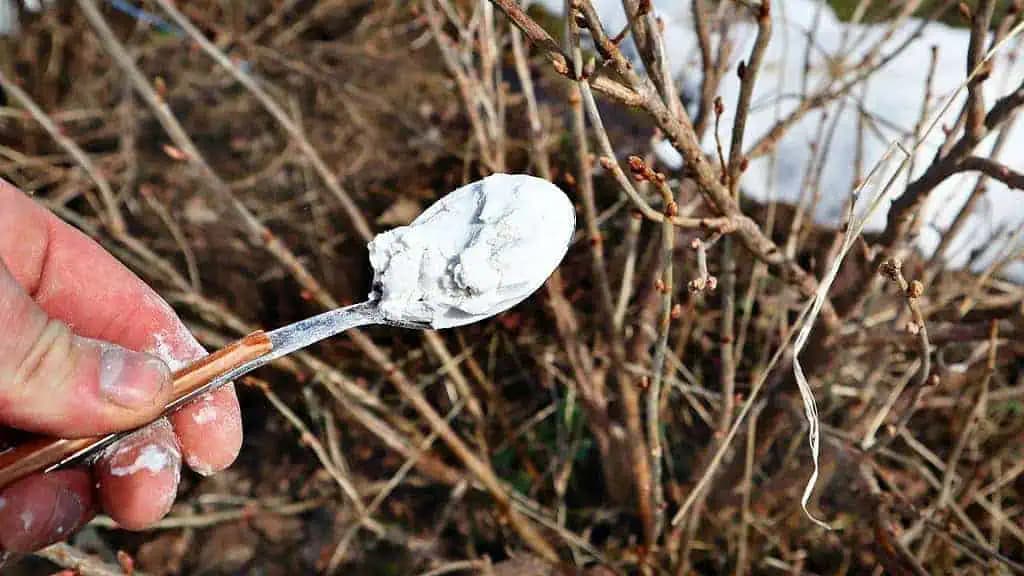 Dajte v apríli každému kríku len 2 LYŽICE a svoju úrodu nespoznáte: Rodia ako divé a bobule sú OVEĽA sladšie!