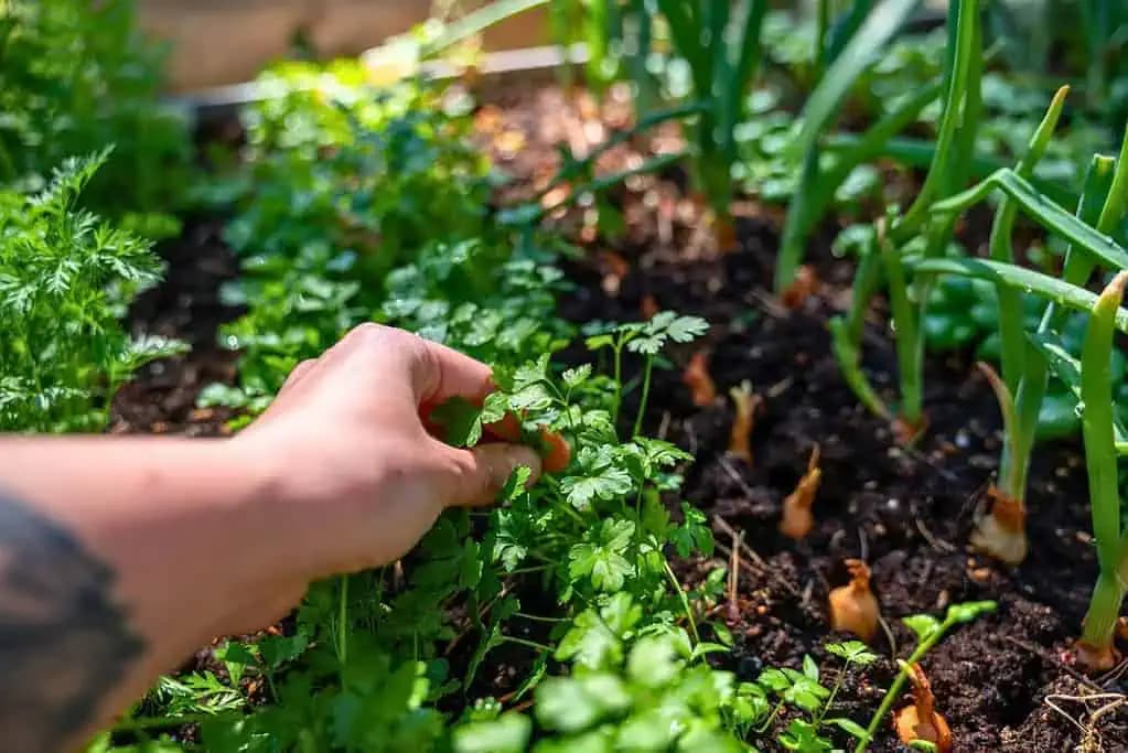 Keď idem siať petržlen, vždy sa držím tejto rady mojej starkej: Vyrastie veľký a zdravý ako nikdy predtým!