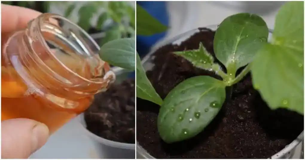 Prírodné zázračné HNOJIVO pre sadenice uhoriek, ktoré zaručuje skorú a bohatú úrodu!