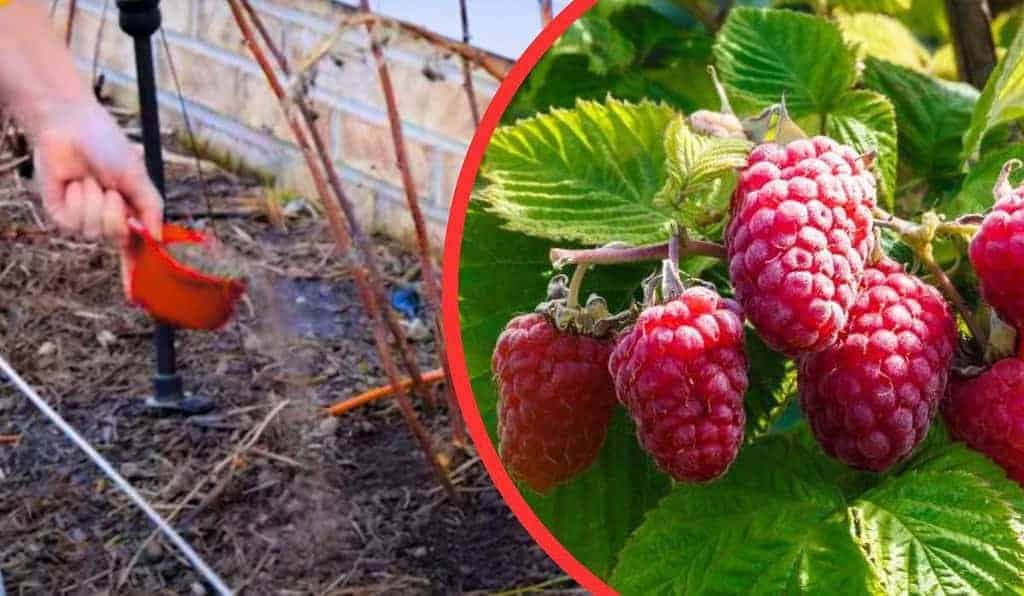 Nasypte to pod kríky a zbierate plné košíky malín: Toto robia skúsení pestovatelia!