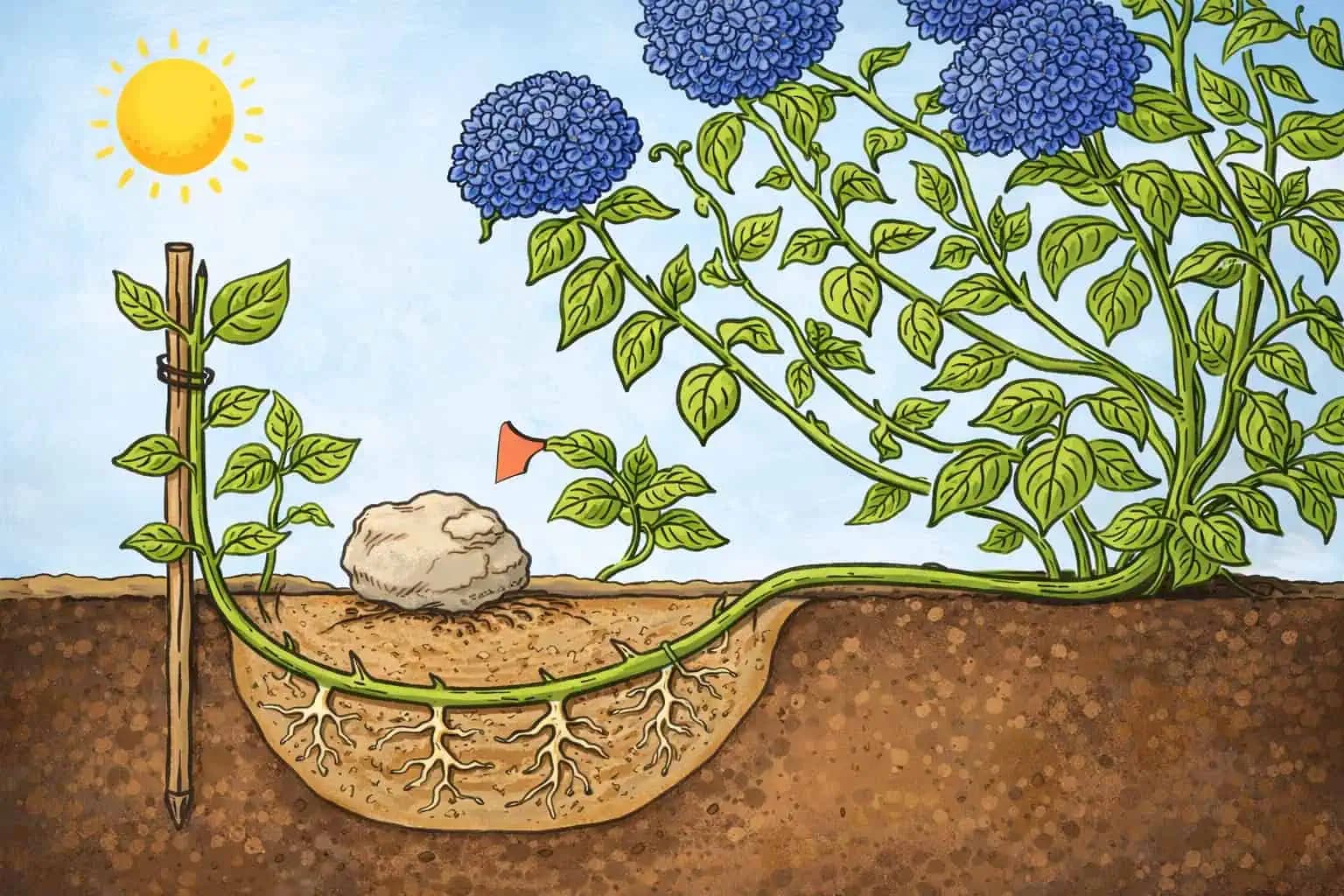 1 vetvička zaplní celú záhradu: Začínala som s jedným malým kríkom a teraz môžem HORTENZIE aj predávať – kvitnú ako divé!