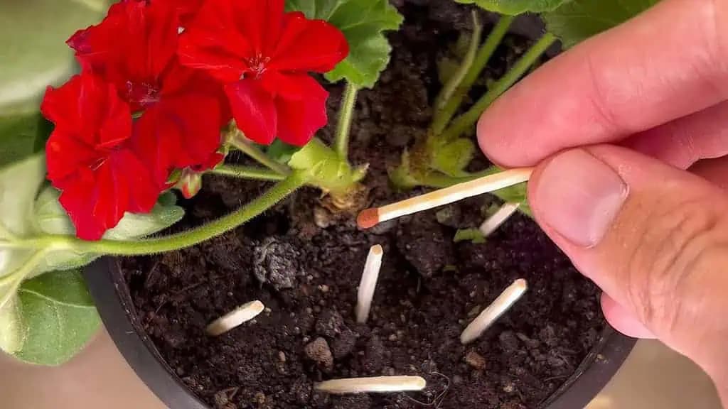 Bola som šokovaná, ale naozaj to pomohlo: Stačilo zapichnúť zápalku do každého kvetináča a čierne mušky nadobro zmizli!